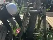 庭木伐採